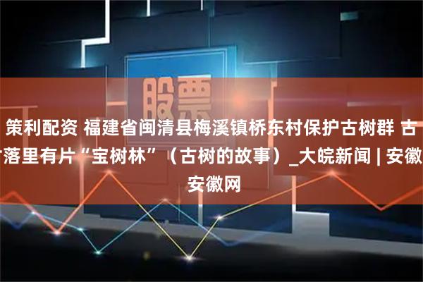 策利配资 福建省闽清县梅溪镇桥东村保护古树群 古村落里有片“宝树林”（古树的故事）_大皖新闻 | 安徽网